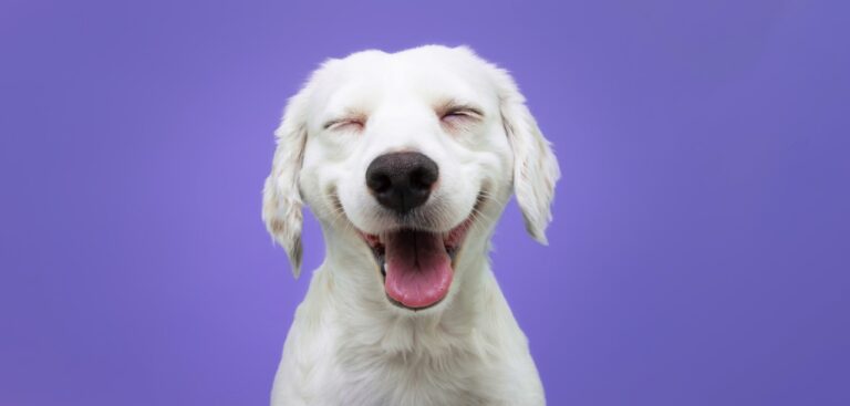 Czy pies jest szczęśliwy? Te oznaki pomogą nam to poznać