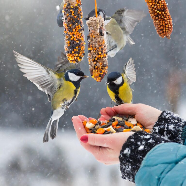 Dokarmianie ptaków zimą — wszystko co musisz wiedzieć