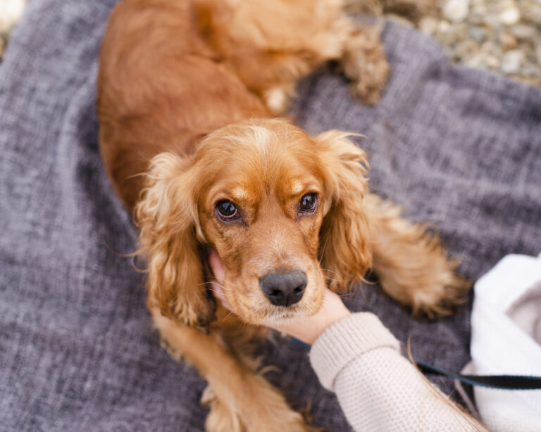 Najpopularniejsze choroby psów: diagnostyka, leczenie i profilaktyka – poradnik dla właścicieli